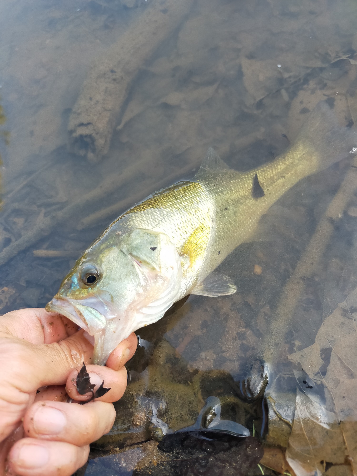 ≪dayoff≫ BASS FISHING