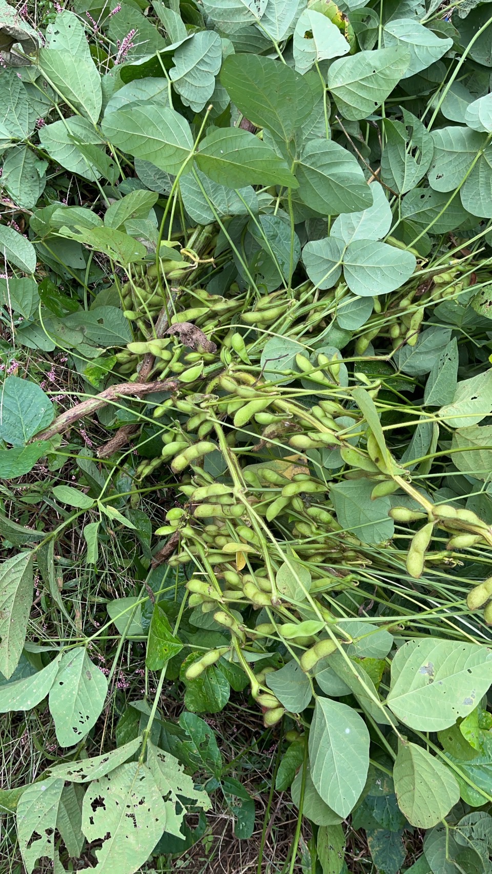 ２０２５年！黒枝豆のシーズン到来！