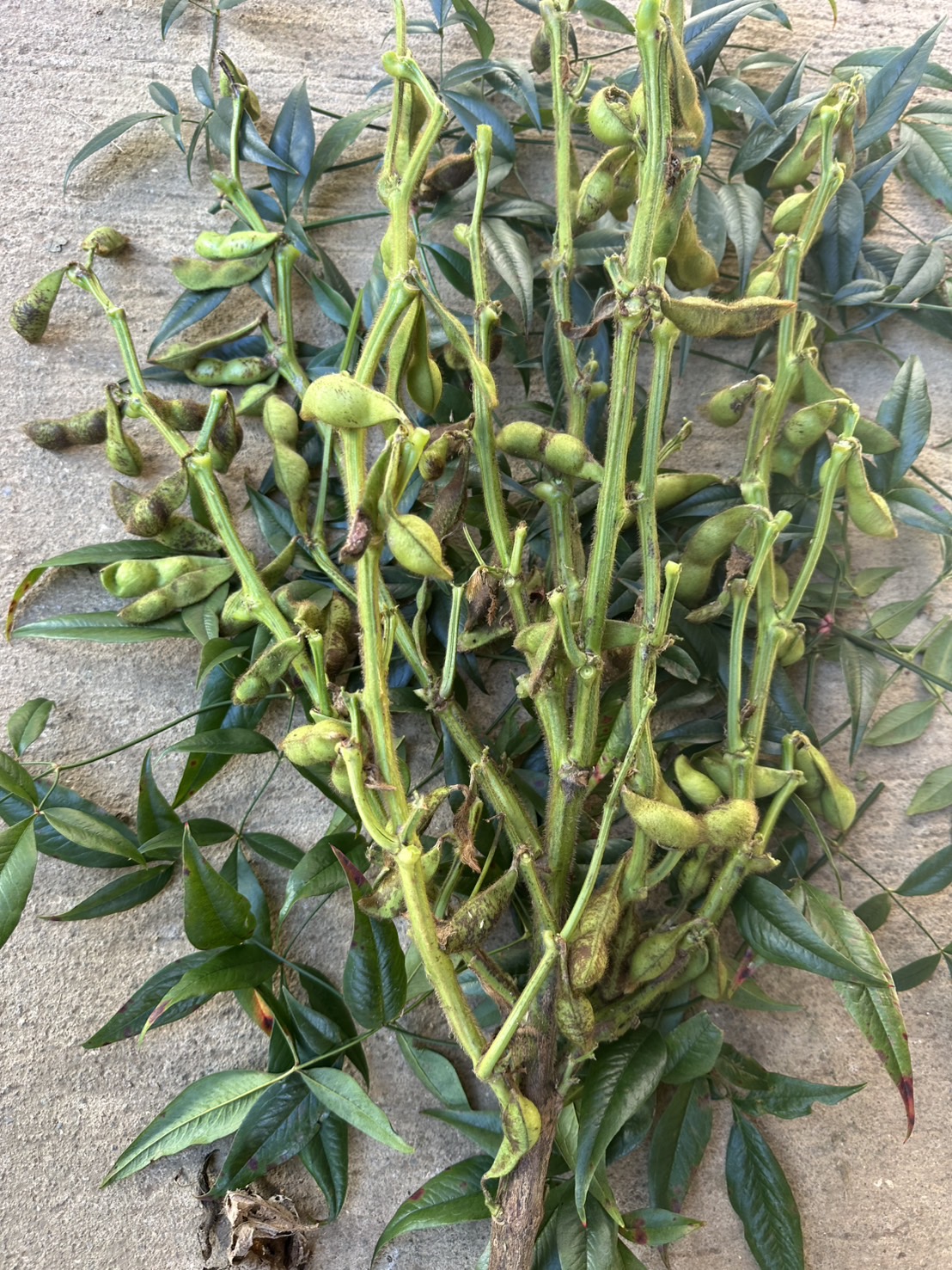 いよいよ収穫祭も終わりかけです。。