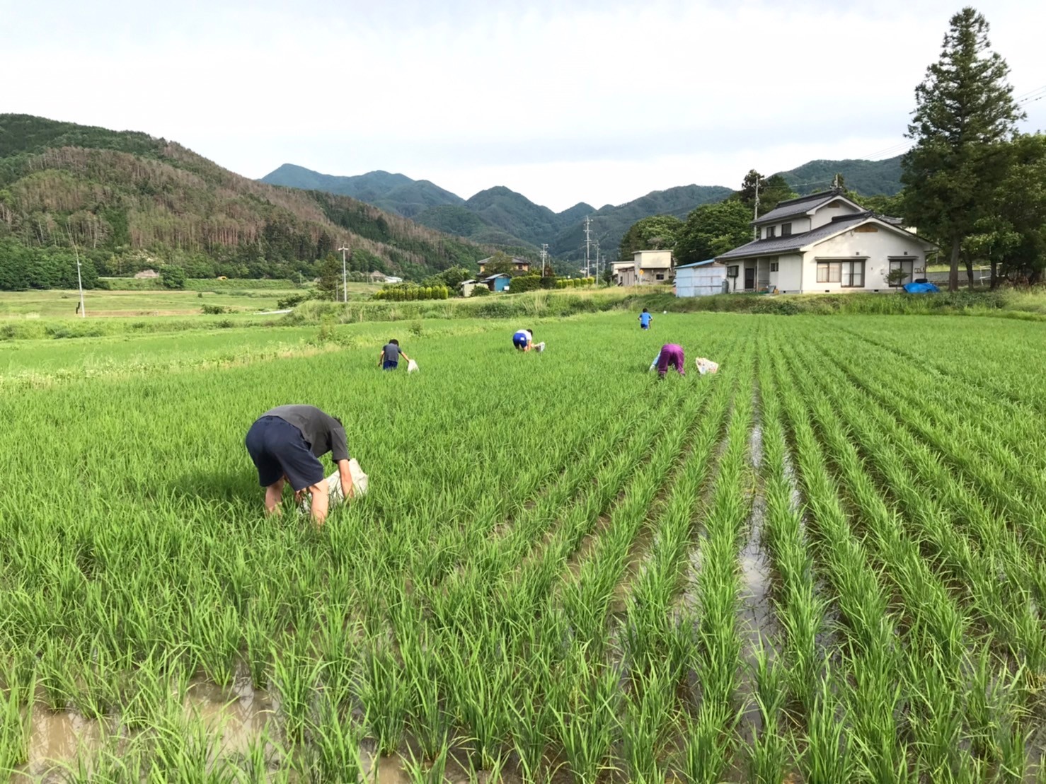 2021稲作ふりかえり②：夏の草取りと低農薬について