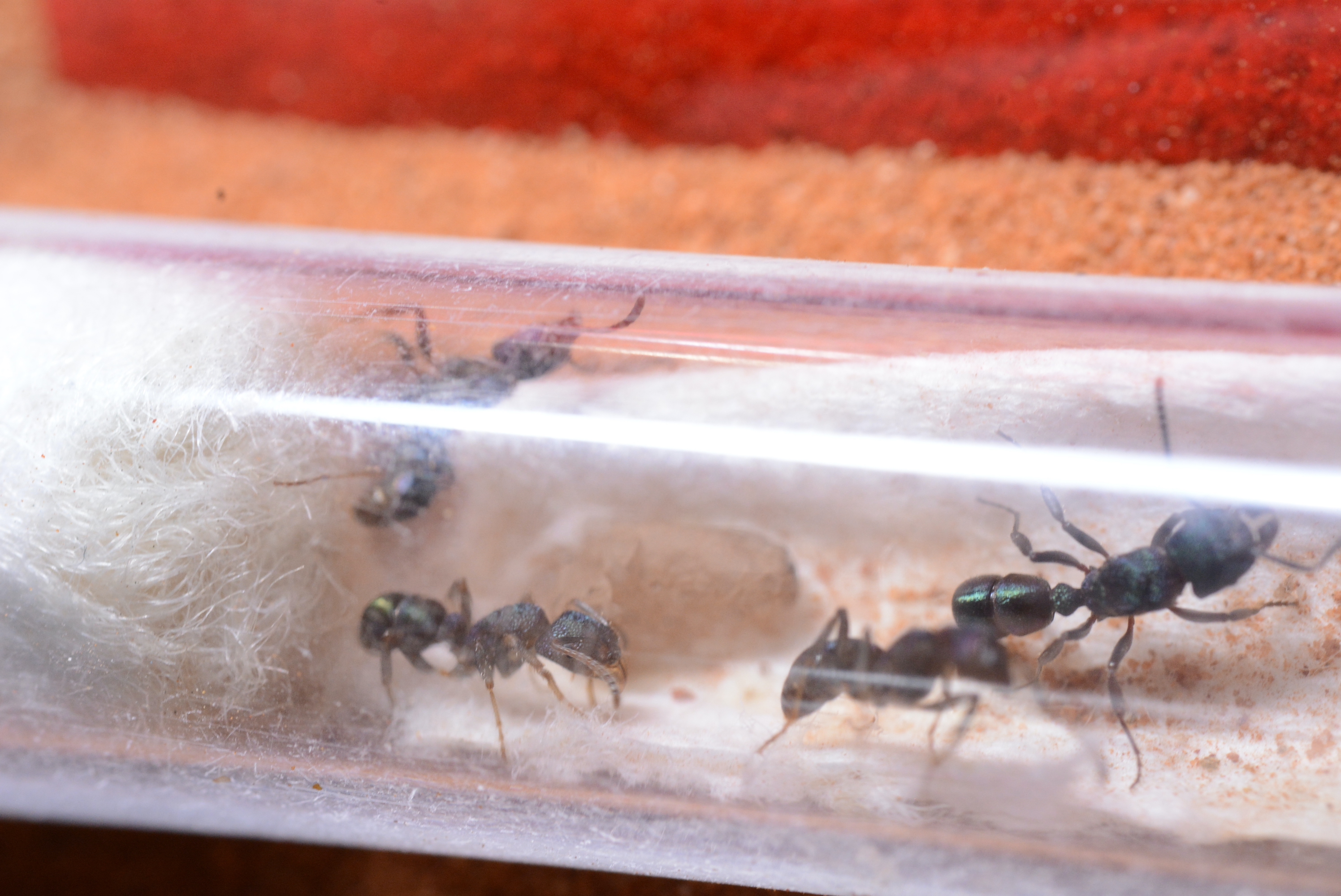 ■メタリカ・Myrmeciaコロニー販売