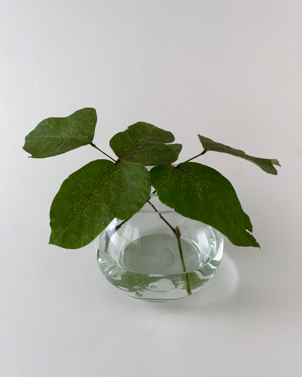 Basic Vase Oval Clear｜フラワーベース