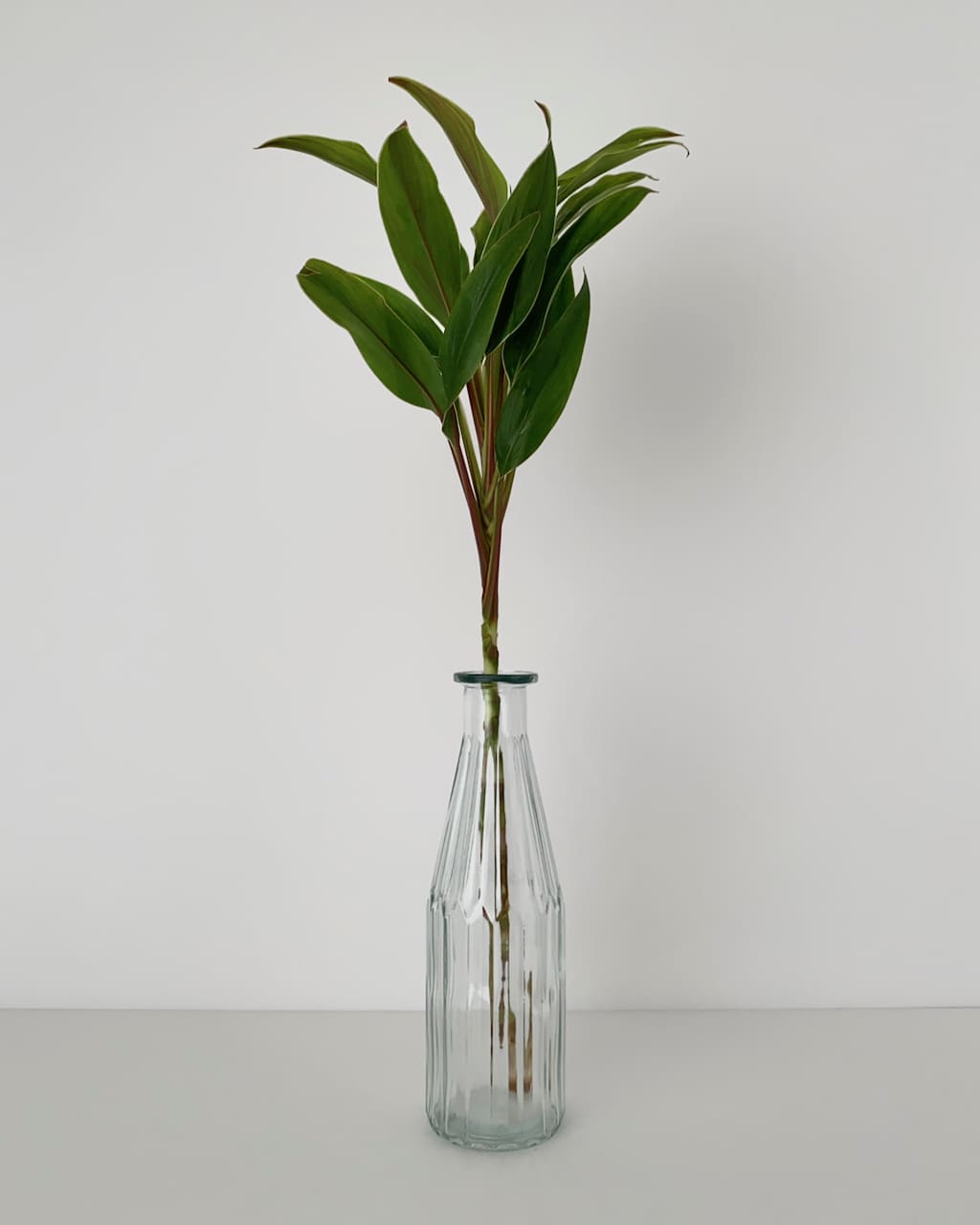 Vase Shoot Clear/Brown