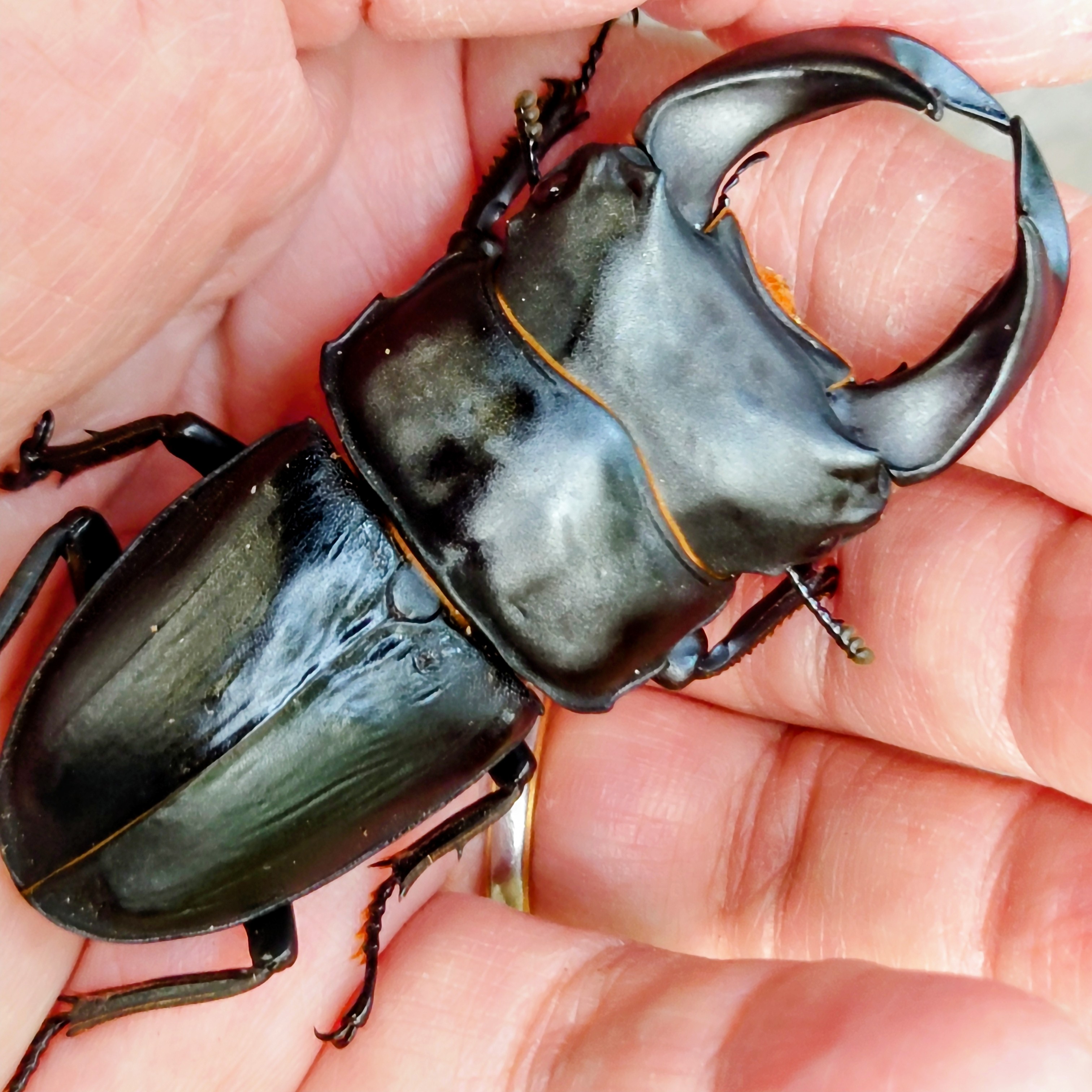 シン・海南島個体の新成虫