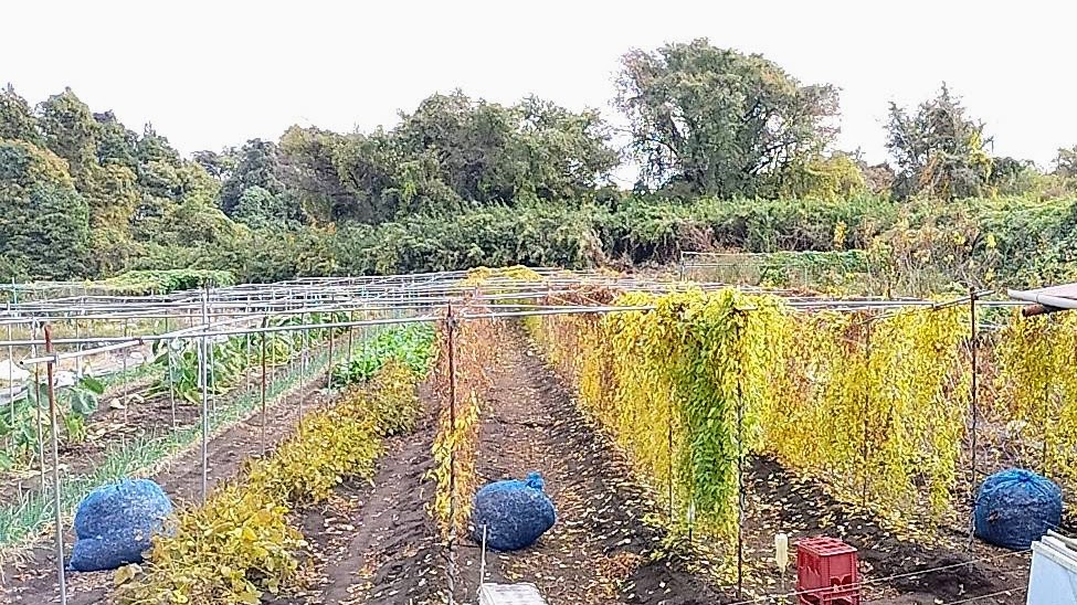 自然薯販売が今シーズンも始まります!