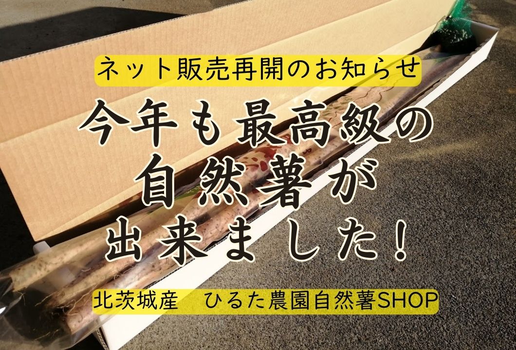 今期(2024年12月-2025年1月期)の自然薯販売について(12月1日から発送開始いたします!)