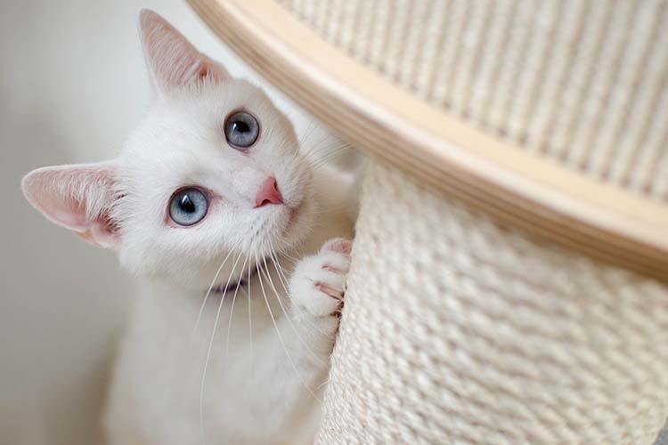 白猫の性格がわかる！白猫を飼ってる人にオススメのiPhoneケース・スマホケースの紹介！