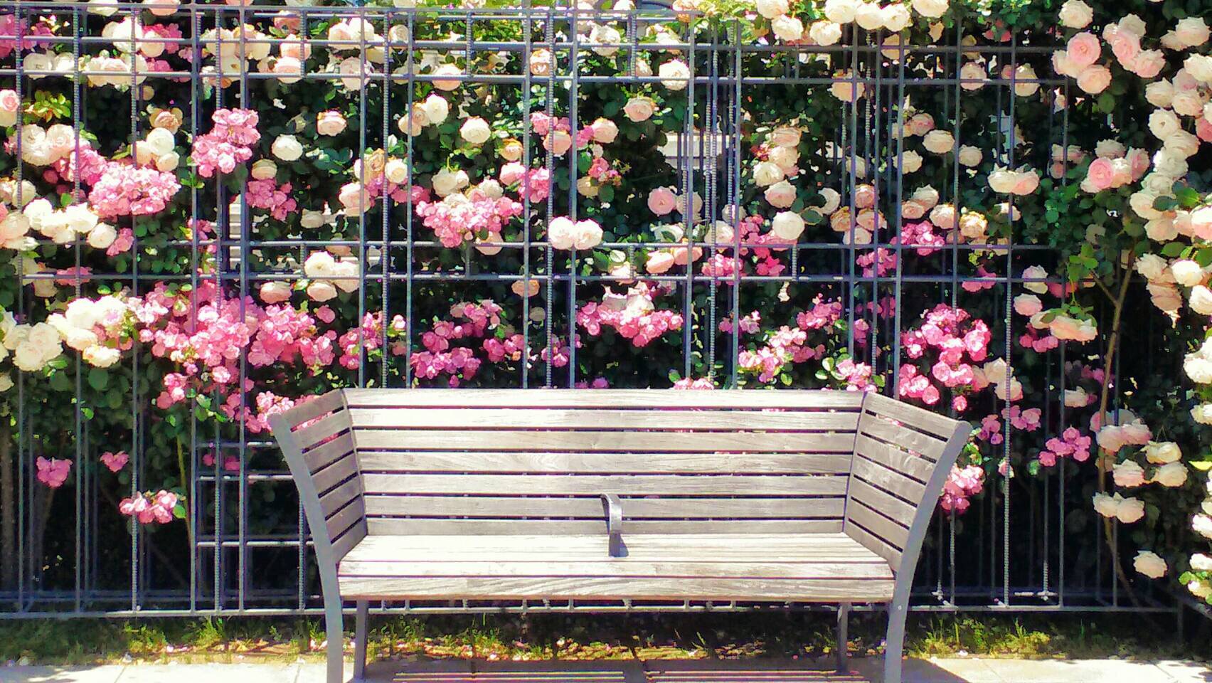 お花のある生活が大好きで、お花屋さんをしようと思いったったのです。