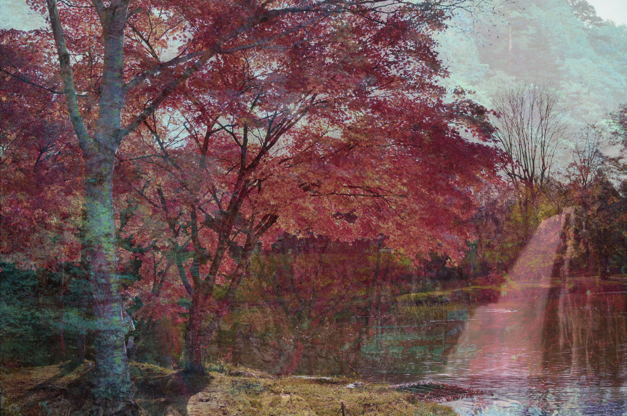 つい見惚れる、紅葉景色