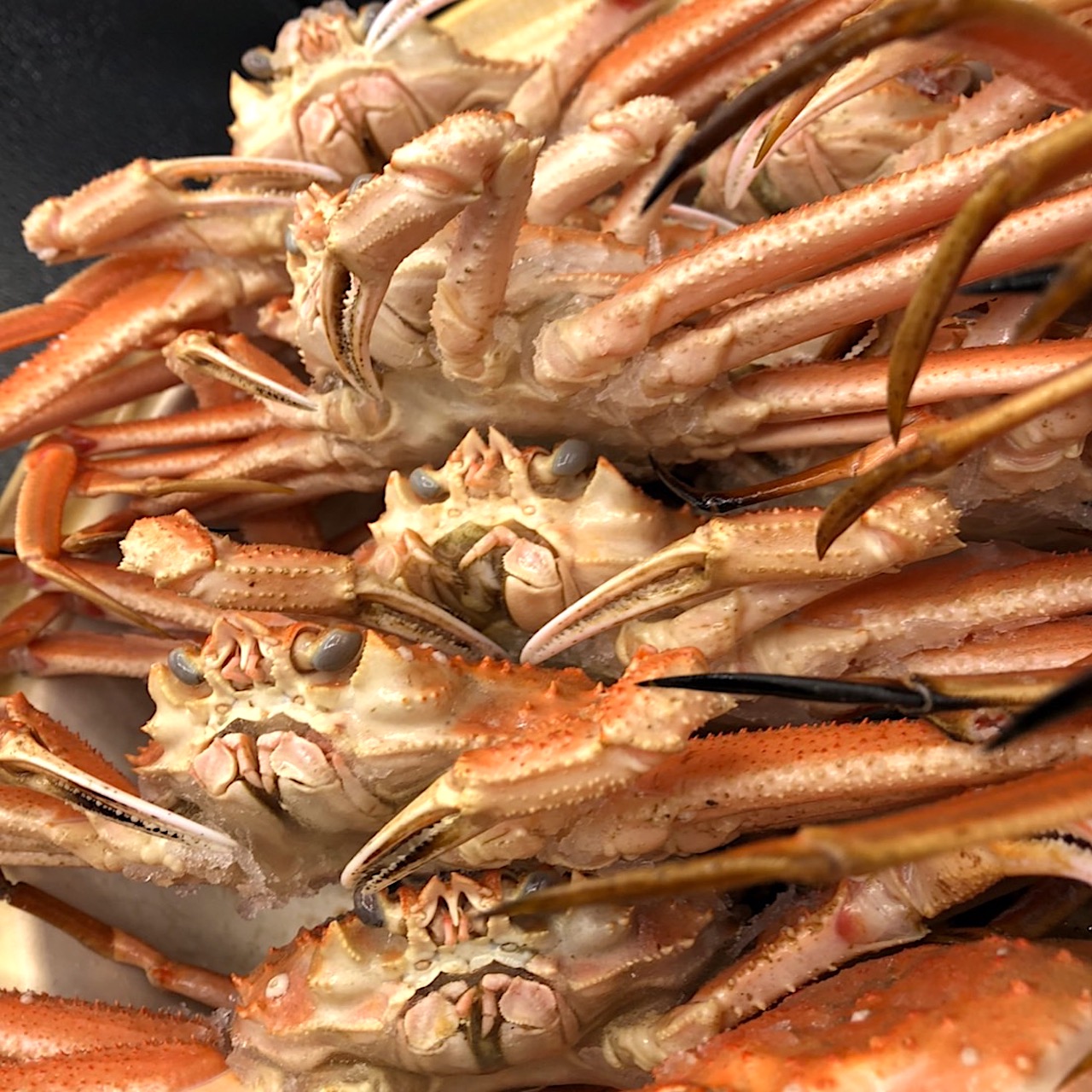 日本で一番食べられているカニ「ズワイガニ」とは