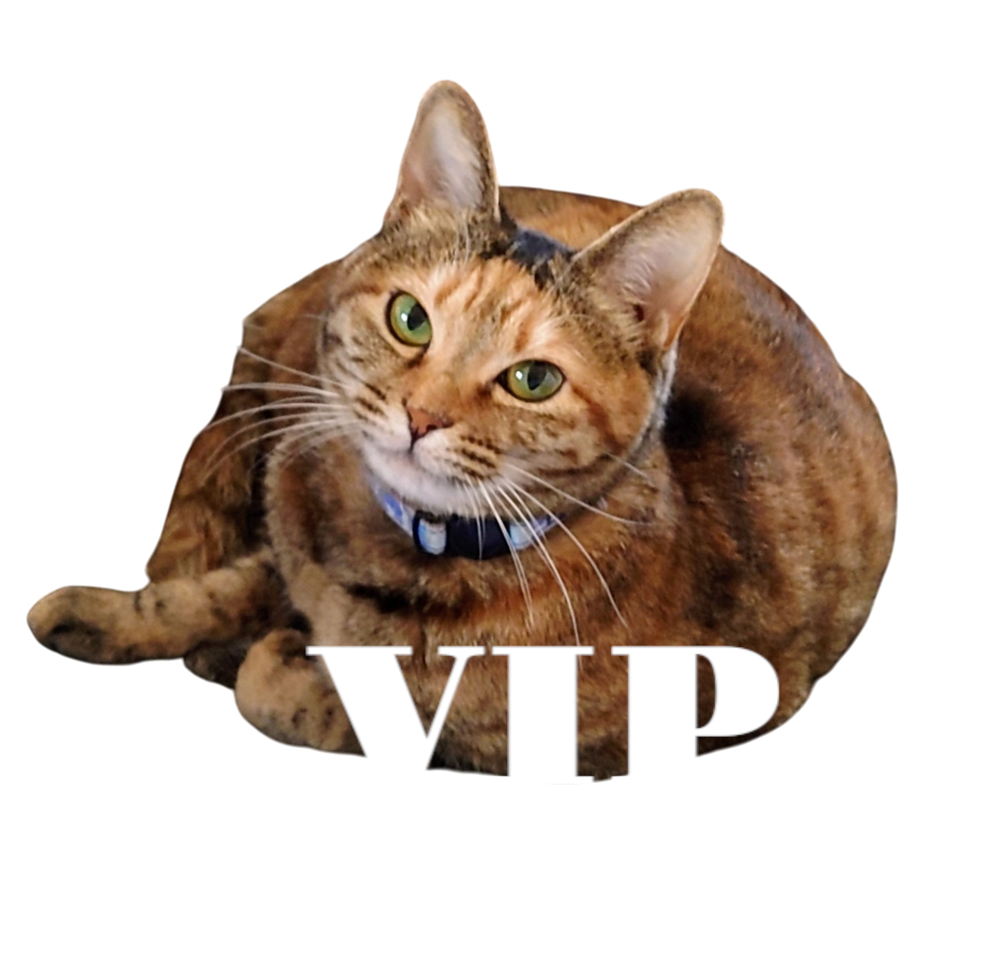 当ショップを複数ご利用の方向けサイト「猫雑貨さんちこ　VIP版」公開しました！