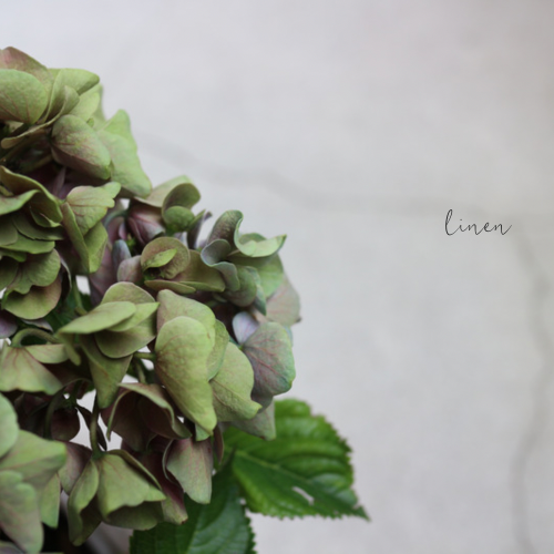 アンティークの紫陽花ドライフラワー