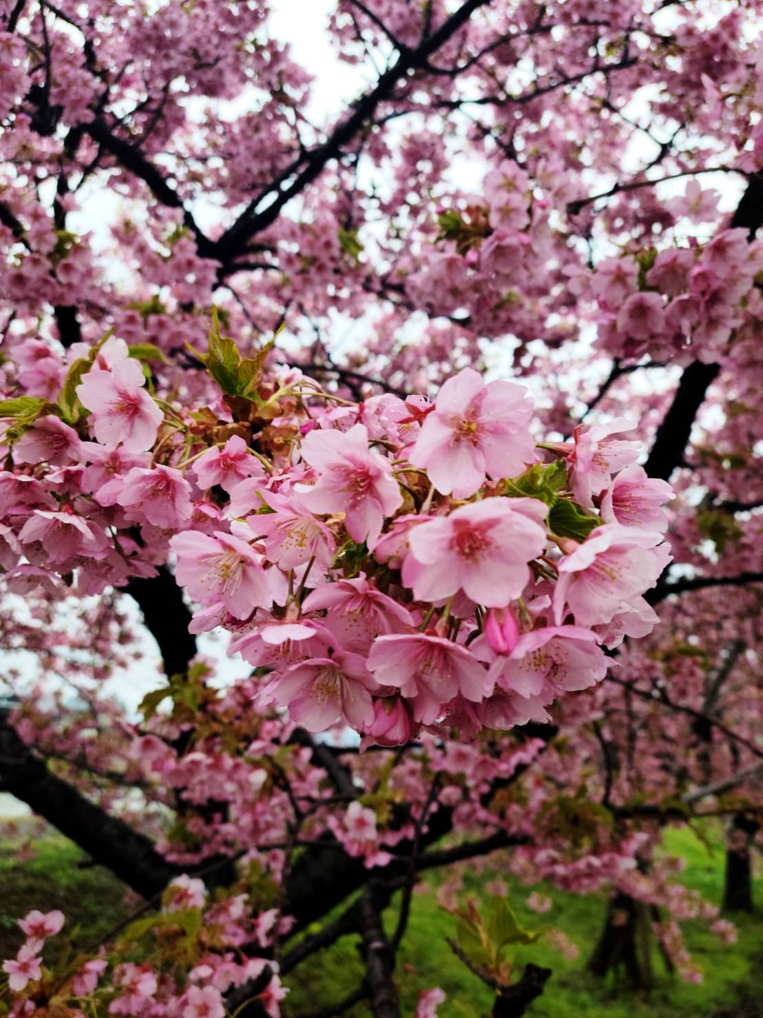 2026年春！河津桜、満開です♪