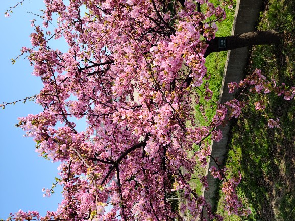 東北酒田で咲く河津桜、満開です！