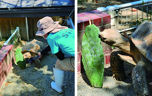 飯田市立動物園のイベントに「かめはめ葉」を使用していただきました