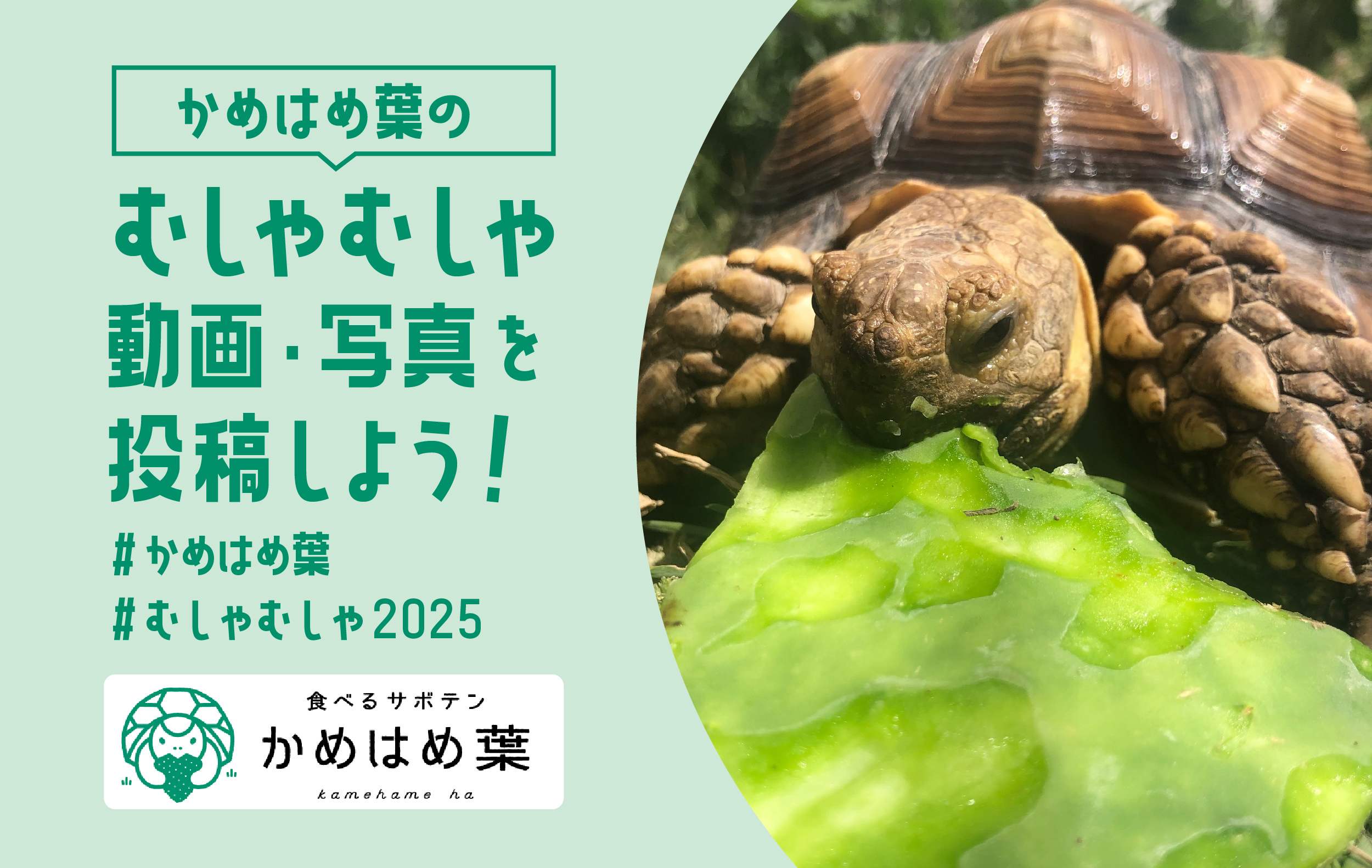 かめはめ葉 むしゃむしゃ動画・写真投稿キャンペーン！