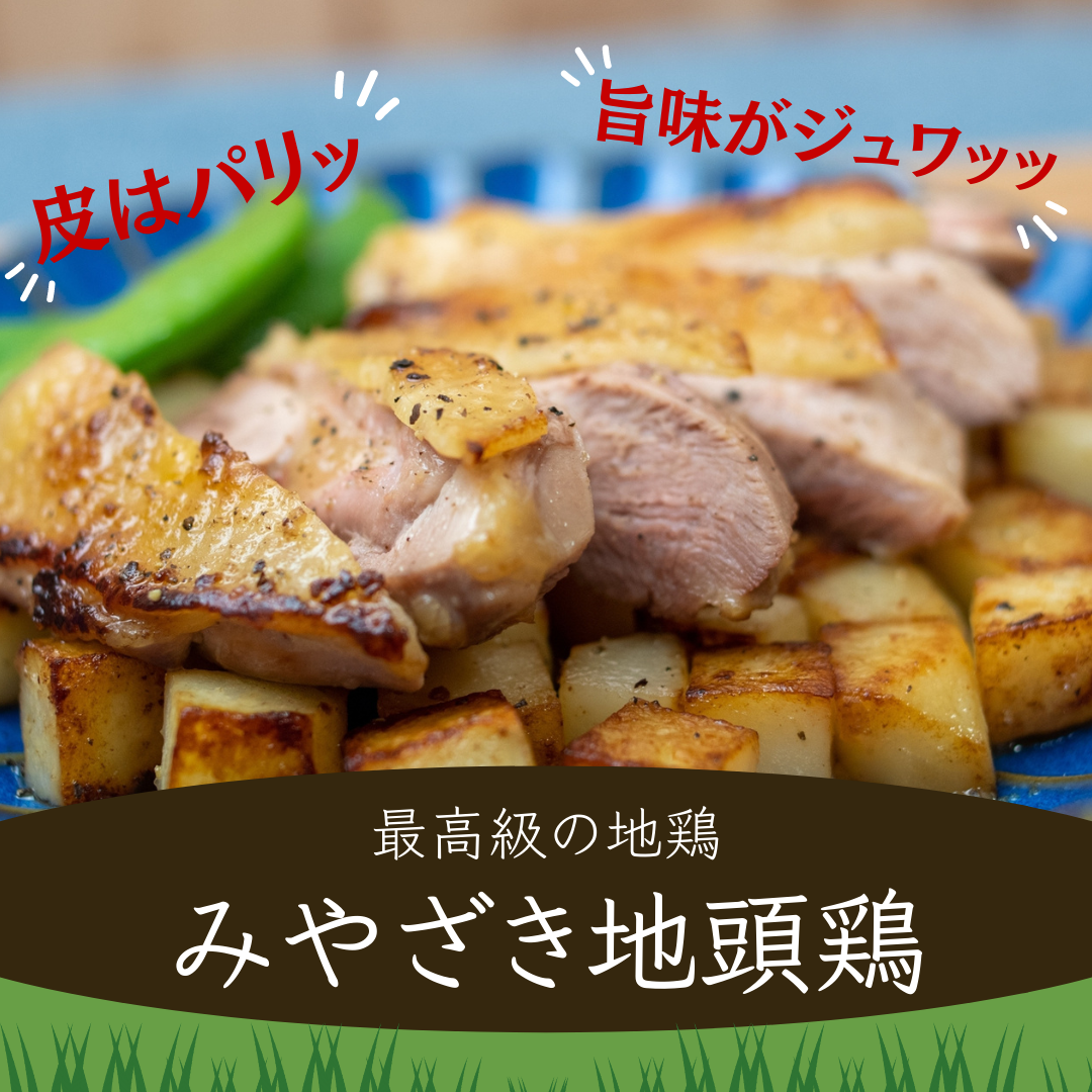 宮崎県を代表する地鶏「みやざき地頭鶏」とはどんな鶏？