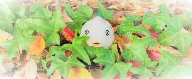 11月朝市のお知らせ