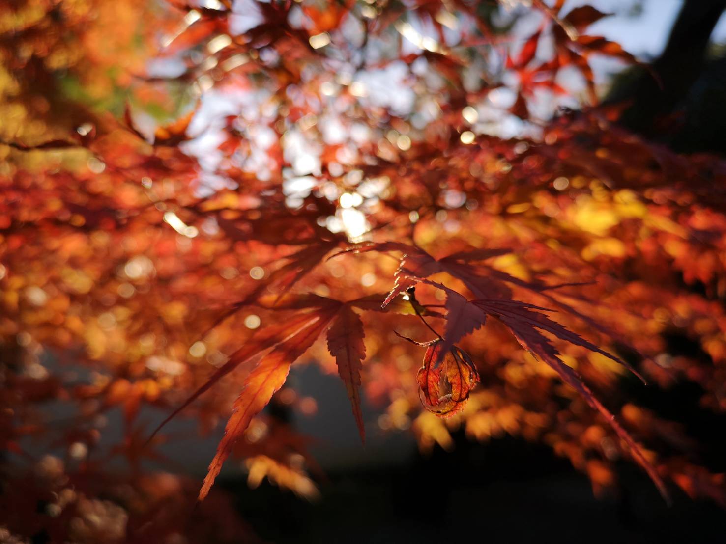 秋の色、秋のアクセサリー