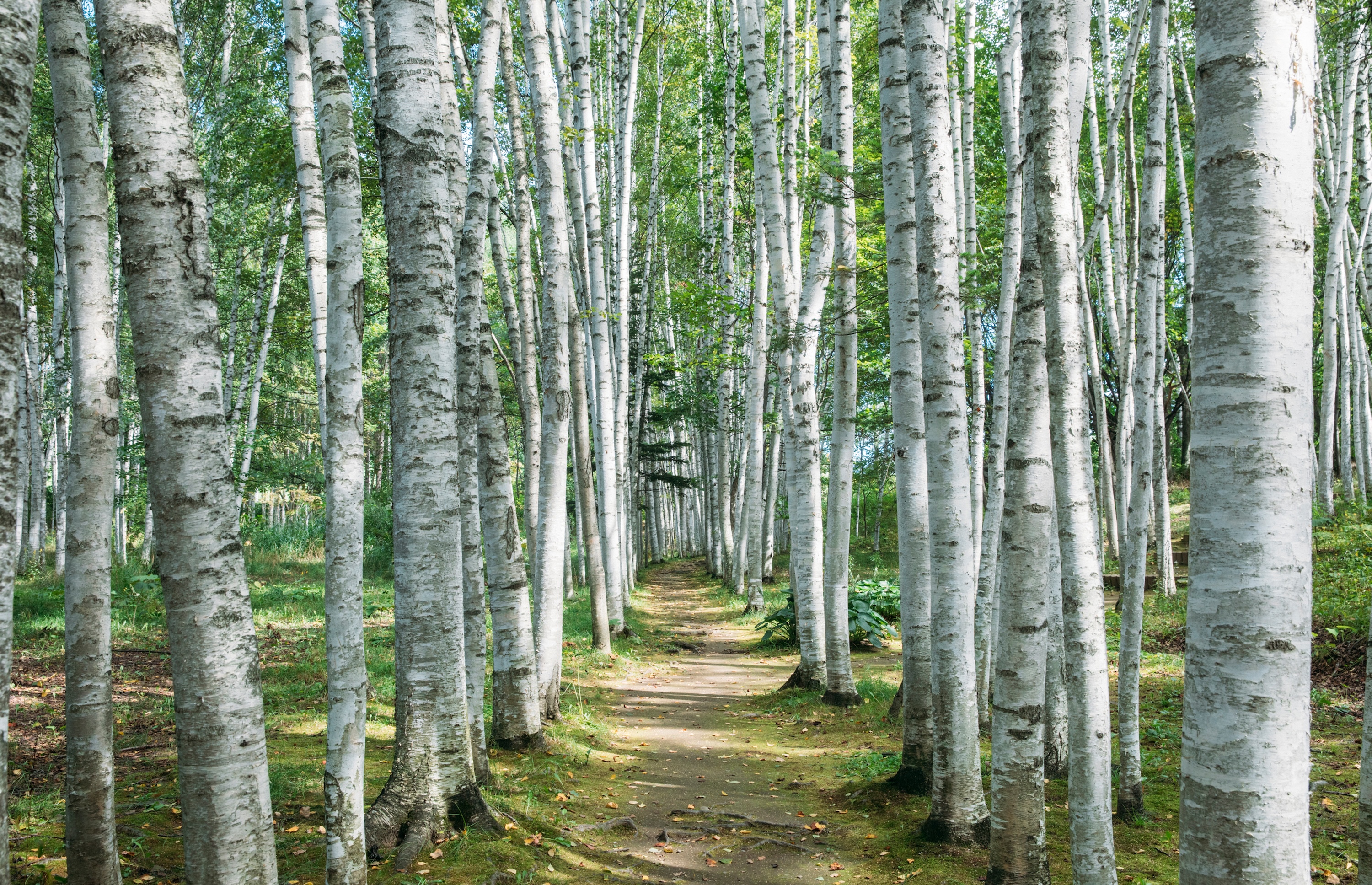 拓真館商用利用撮影の有料化のお知らせ