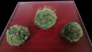 ギンゴケ苔玉