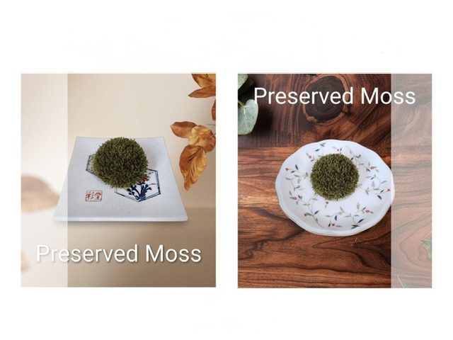 プリザーブド苔玉