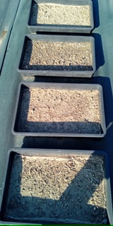 ギンゴケさんの成長