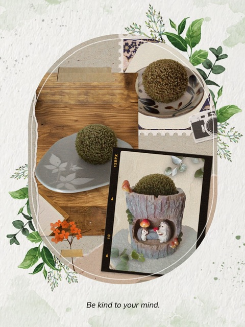 プリザーブド苔玉