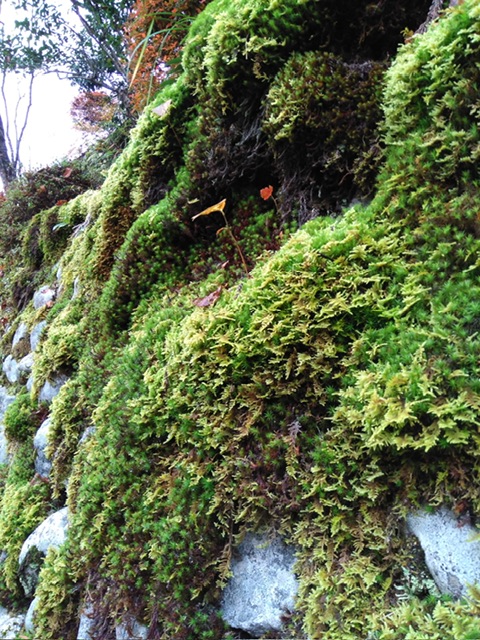 日本以外からもお買い物ができるようになりました!