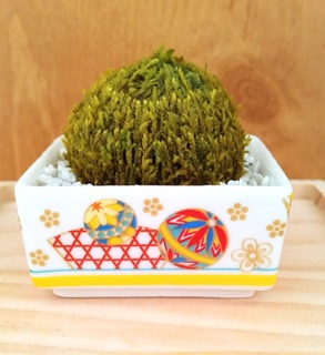 プリザーブド苔玉