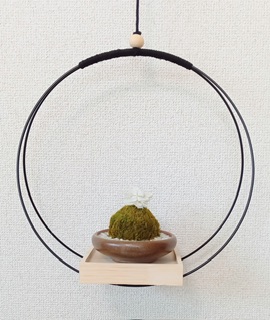 プリザーブド苔玉