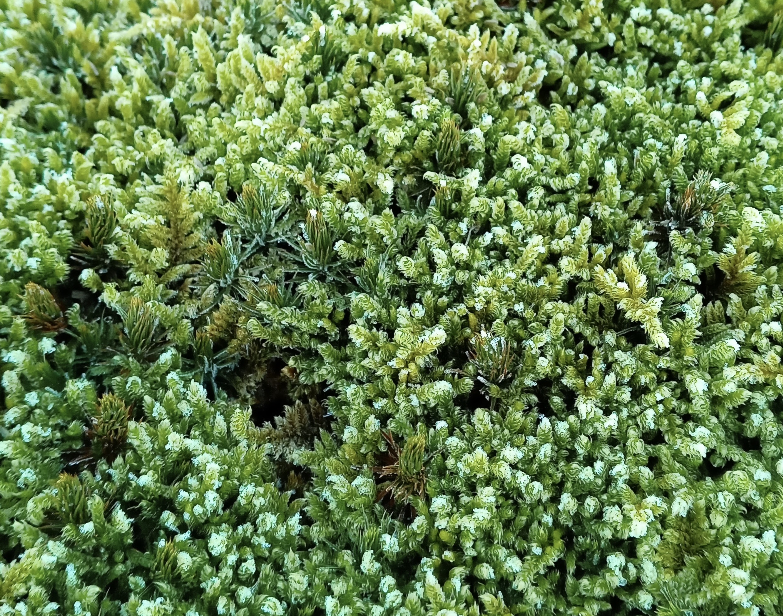 コケ心のつぶやき