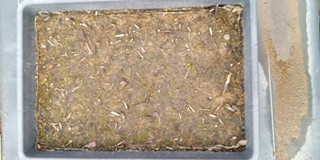 ギンコケの成長