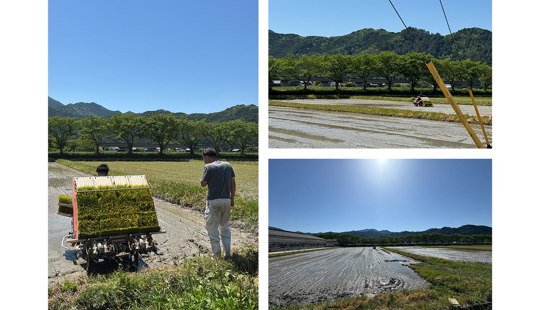 田植えの季節🌱