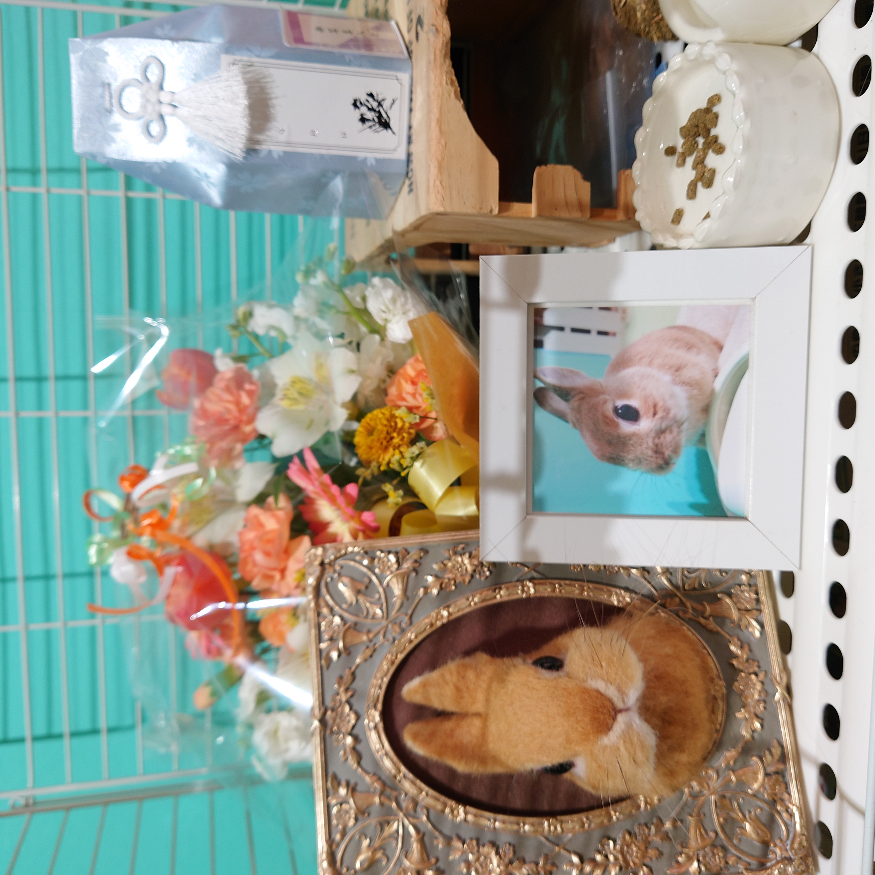 Webマガジン「うさぎいろ」に関しまして🐰