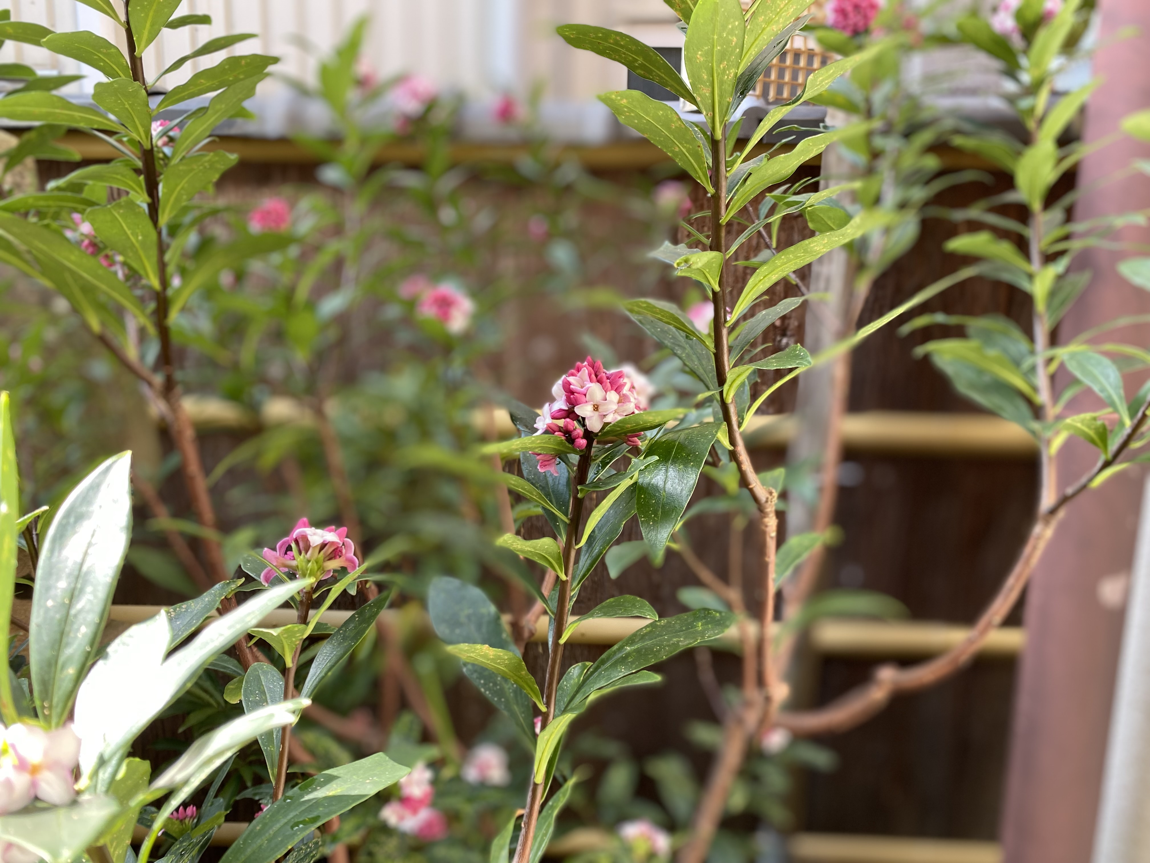 プレイバック 3rd week of February