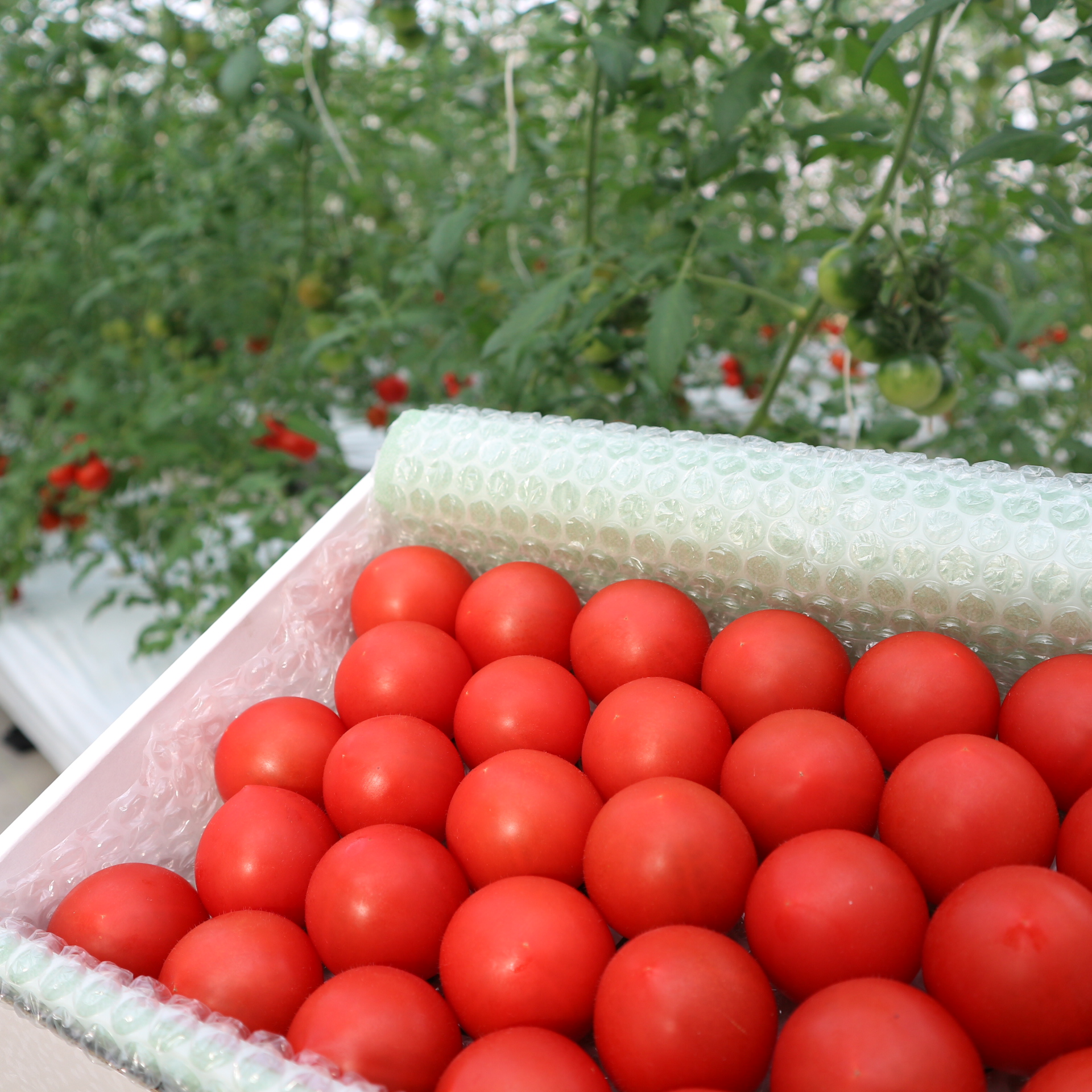 2月21日より高糖度トマトの出荷開始！