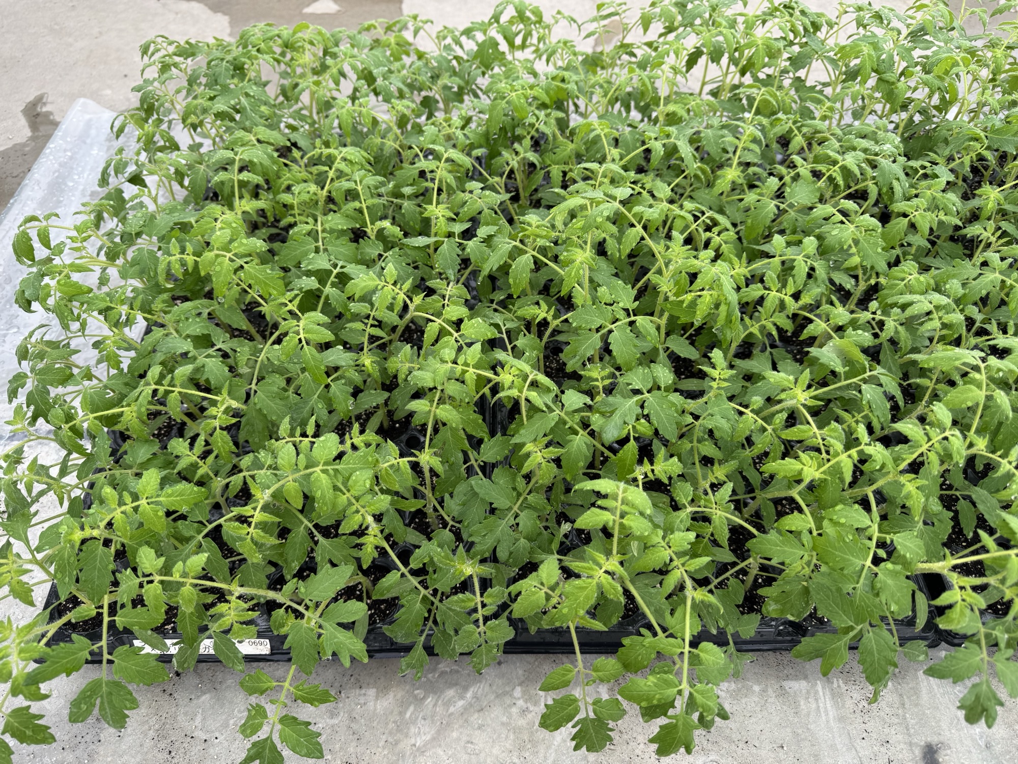 無事に今年も定植を終えることができました。