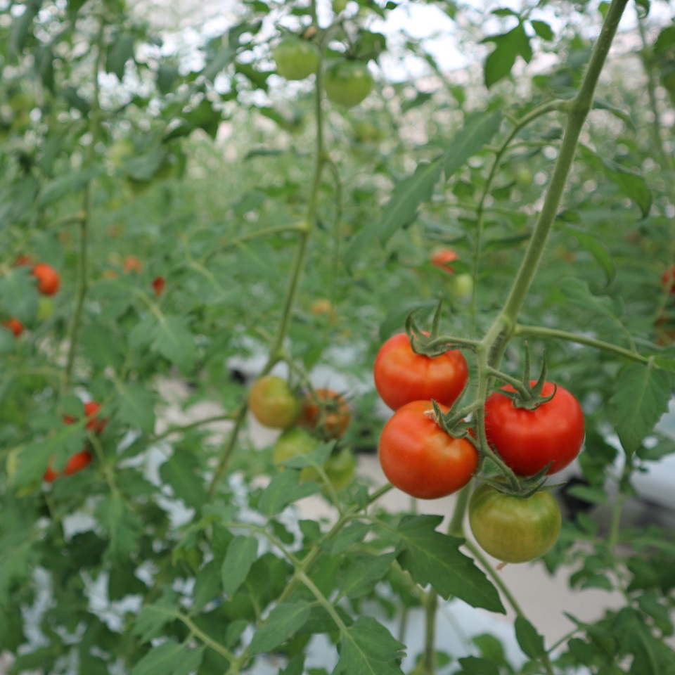 今シーズンのトマト収穫が間もなくスタート！