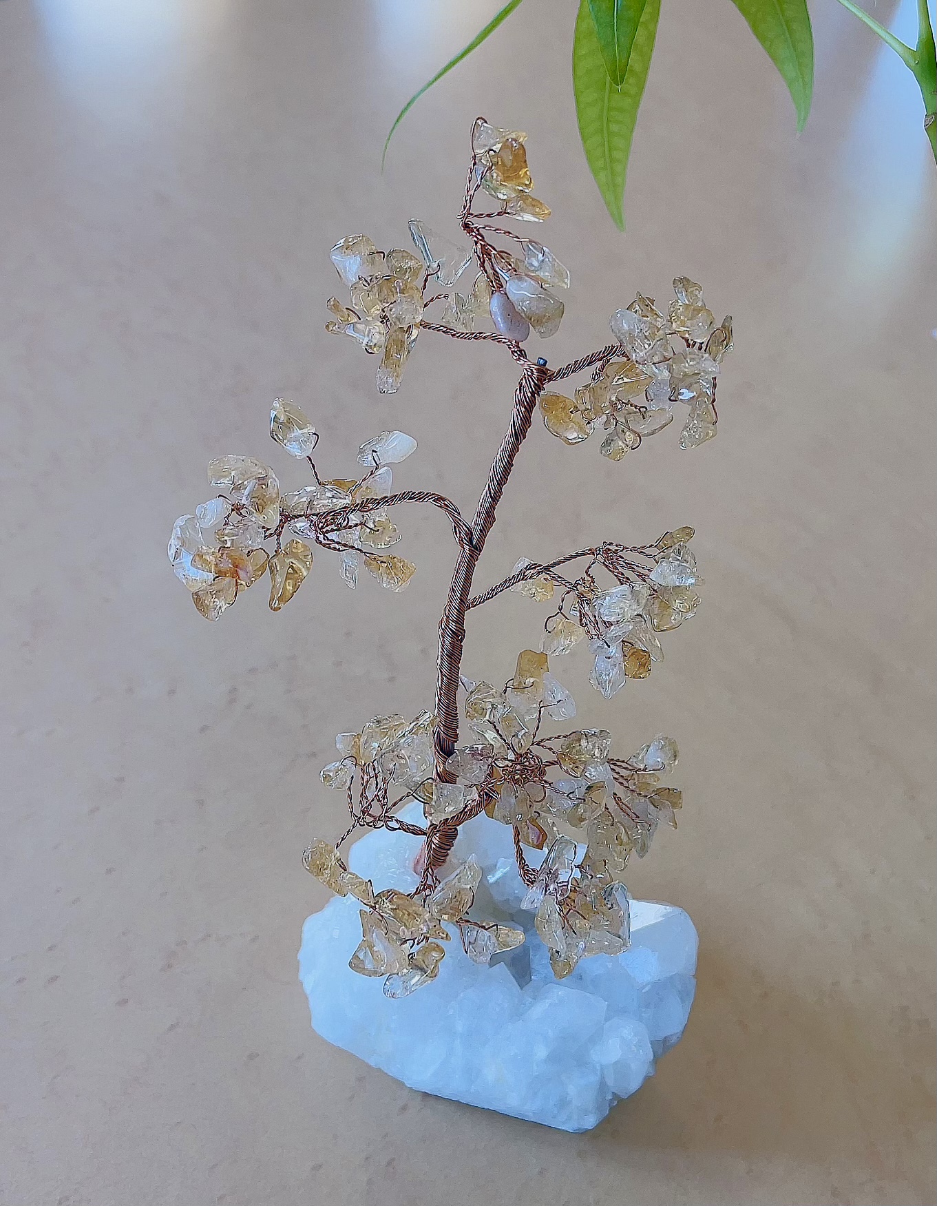 揺錢樹が入荷しました