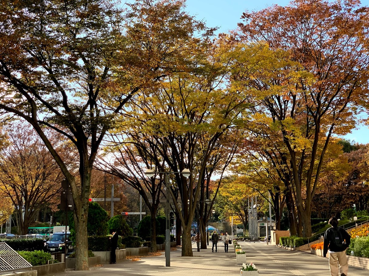 紅葉の季節ですね　