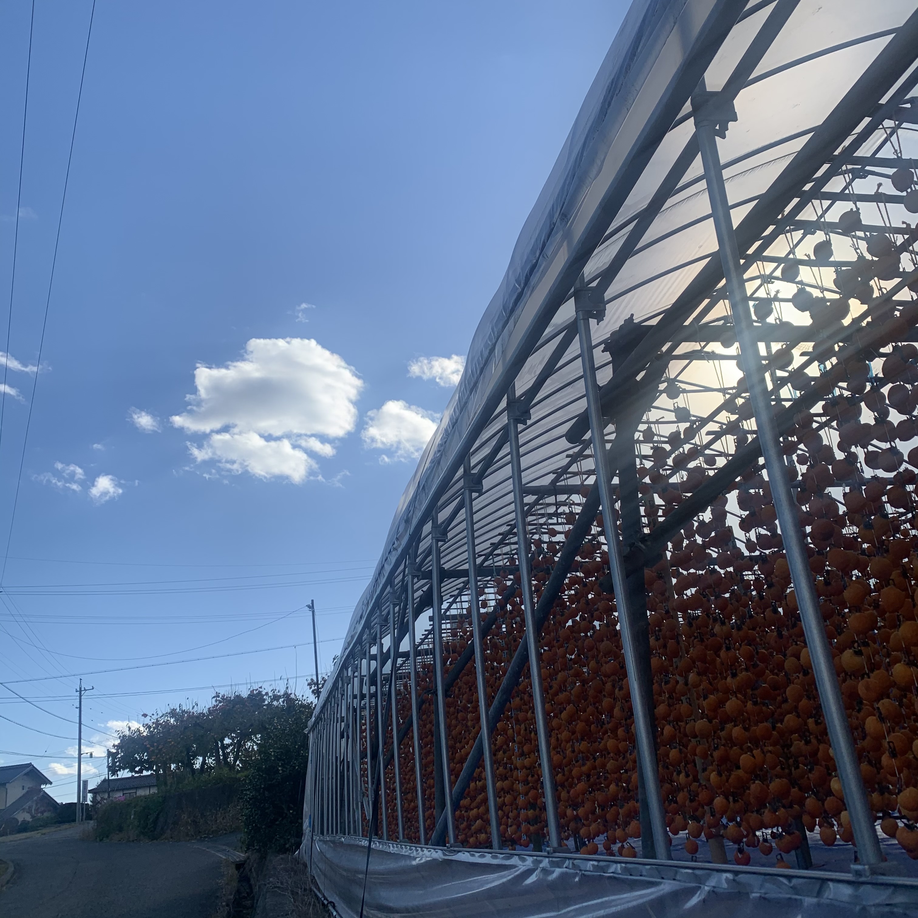 干し柿の豆知識!!