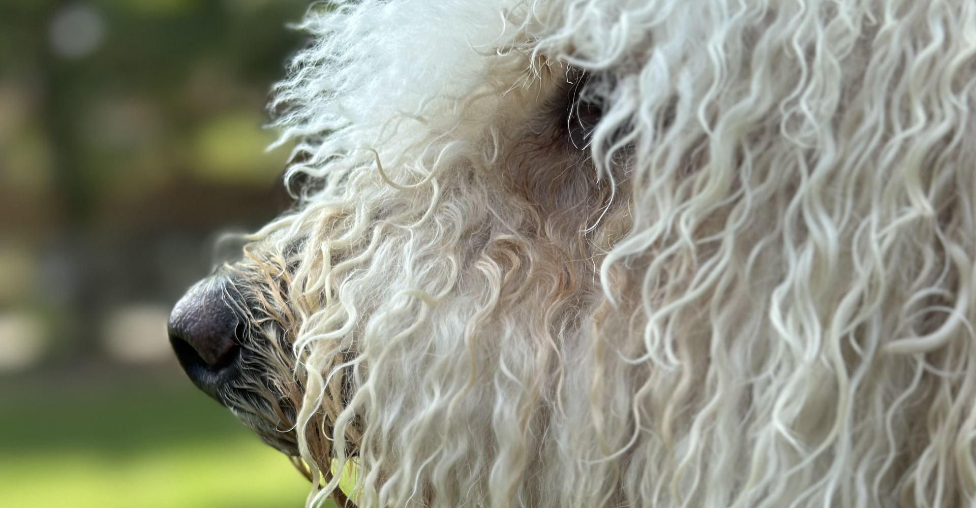 犬の毛はただの毛じゃない話。