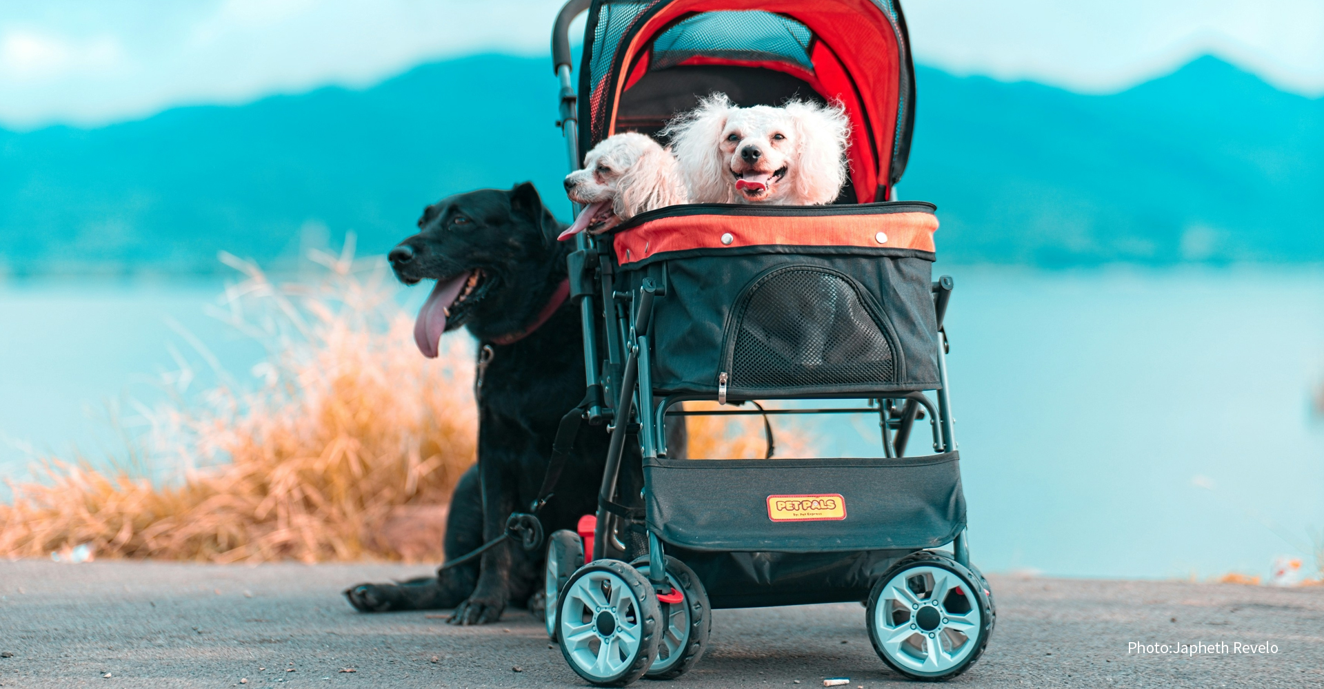 ドッグフレンドリーって？