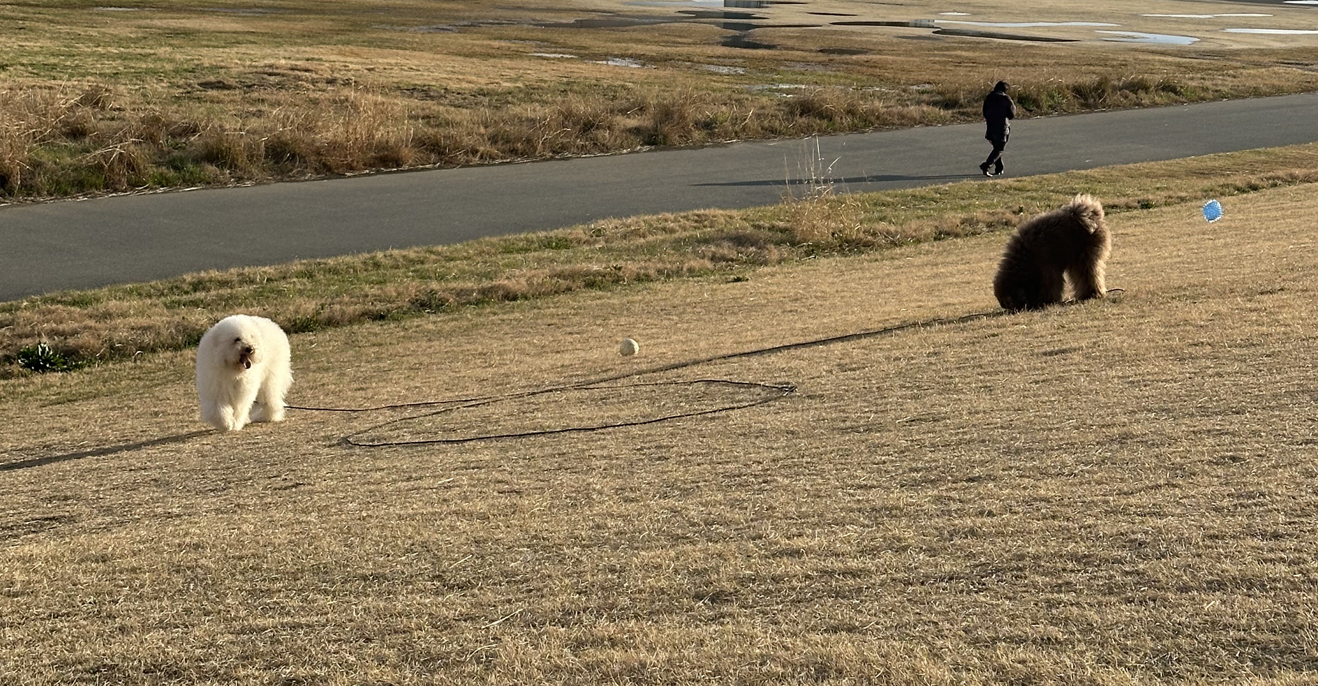 犬の後脚を鍛えるということ