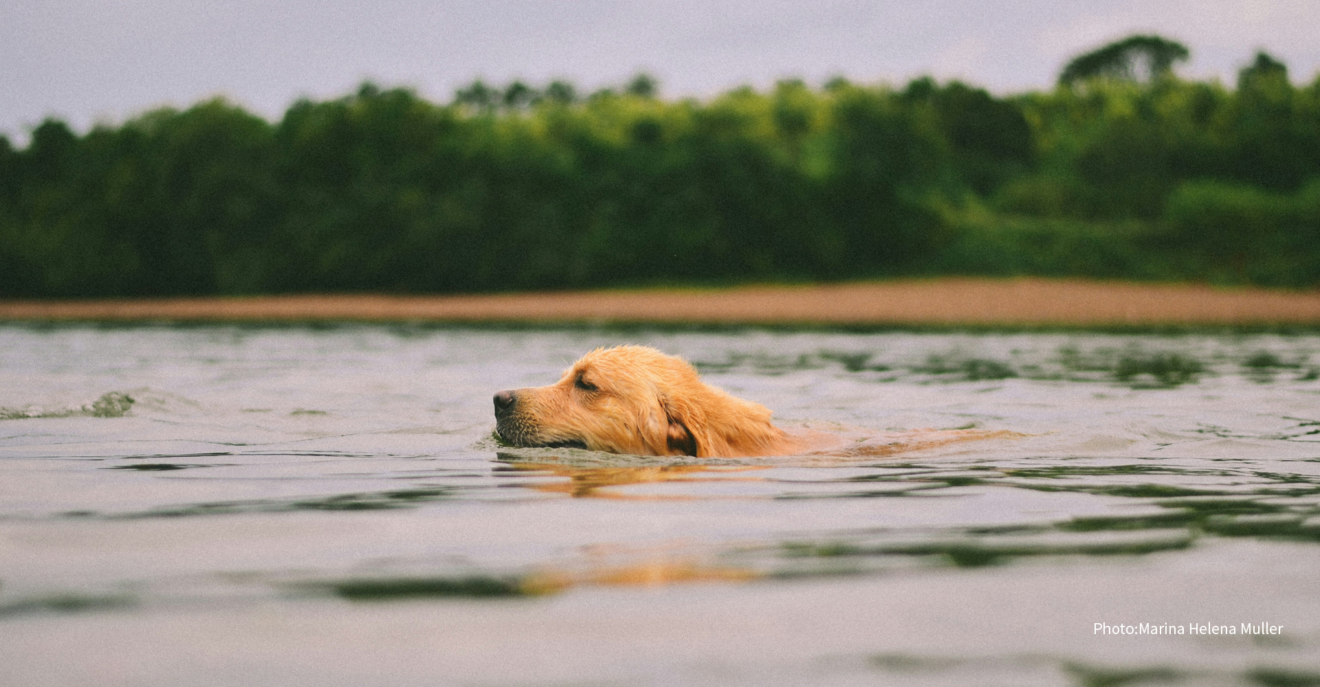 犬が流された。