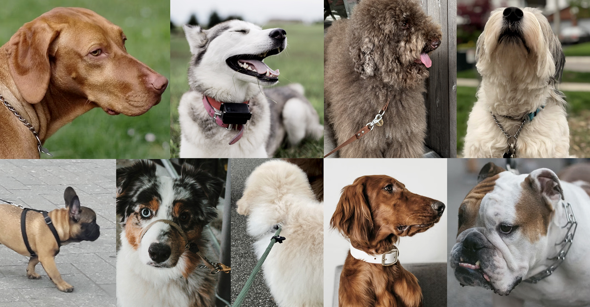 9つの犬具に宿る、9つの信頼のかたち