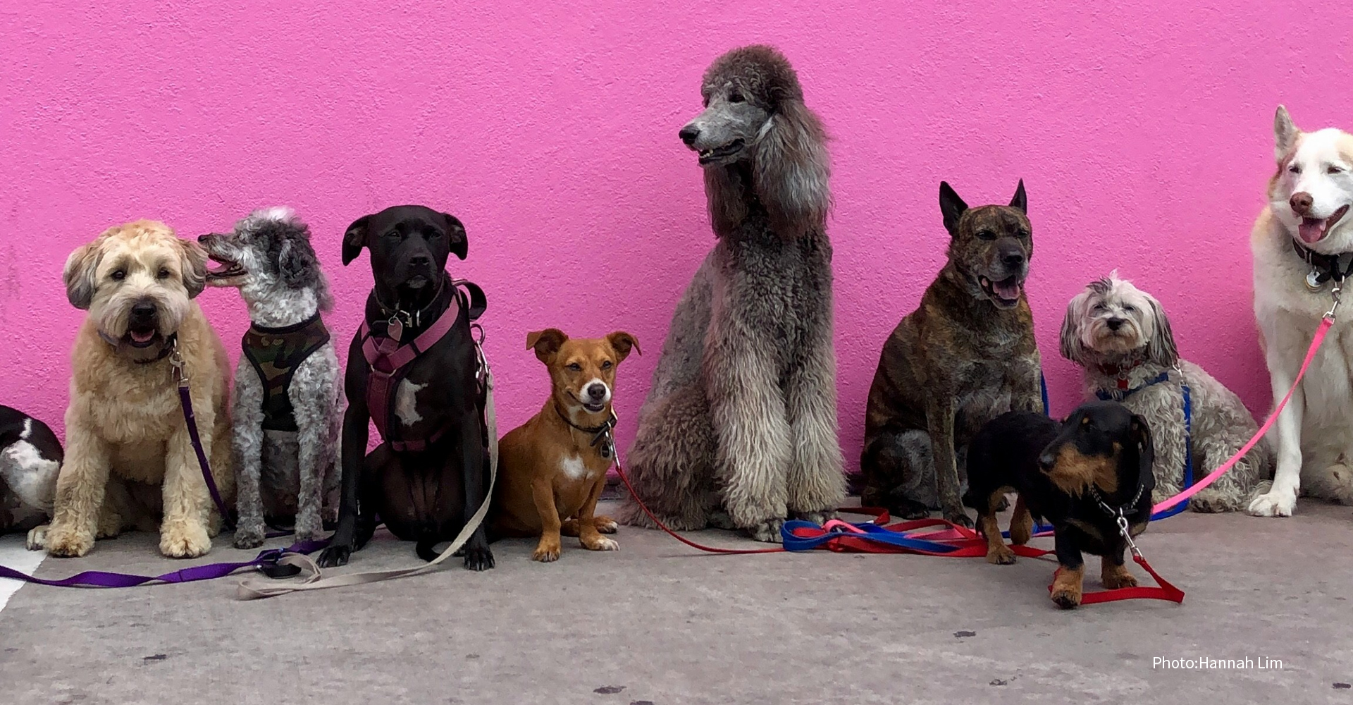 ミックス犬の過去・現在・未来