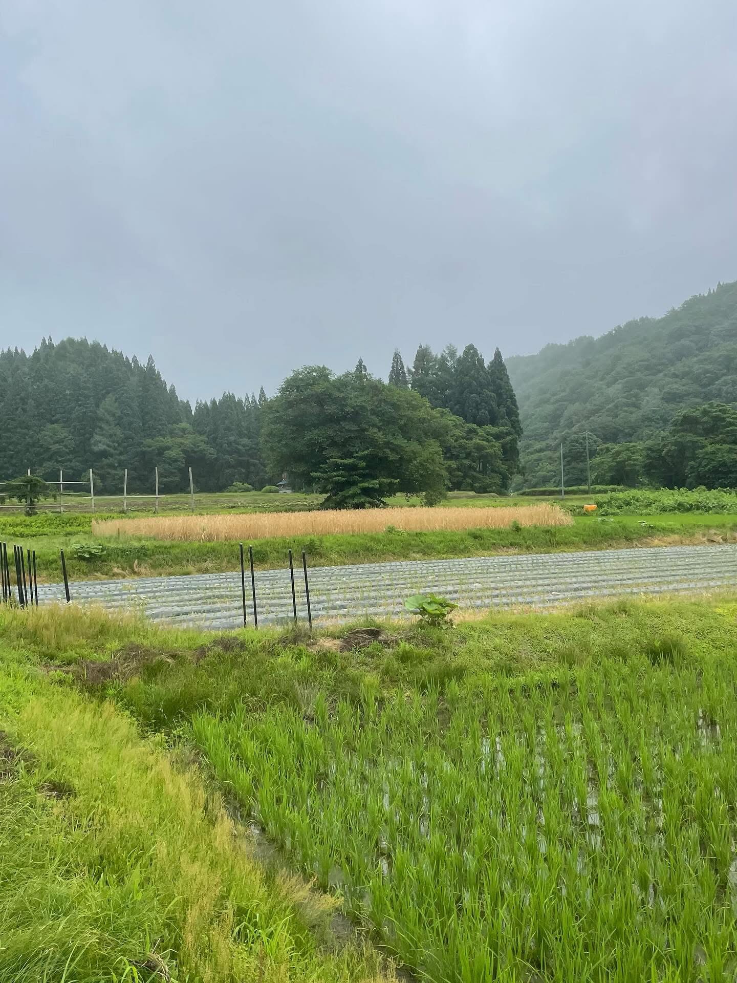 小麦の刈り取り作業