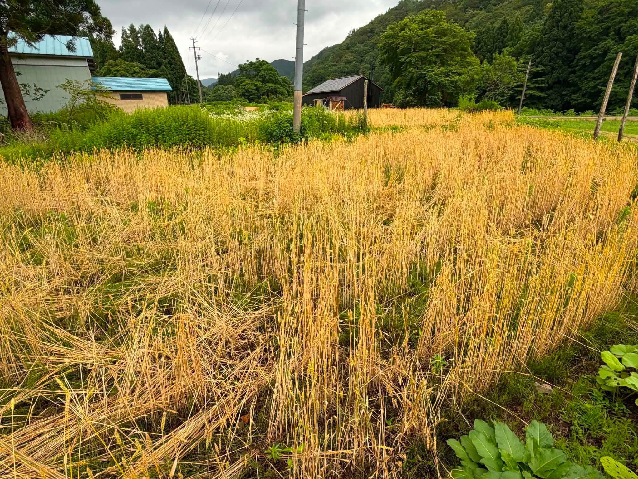 小麦刈り取り